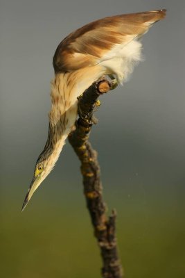 Squacco Heron