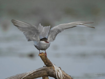 Whiskered Tern