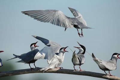 Whiskered Tern