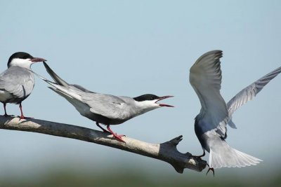 Whiskered Tern