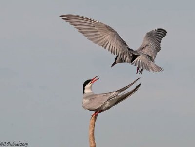 Whiskered Tern