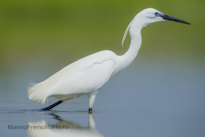 Little Egret