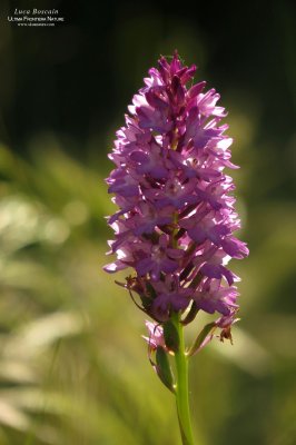 Pyramidal Orchid