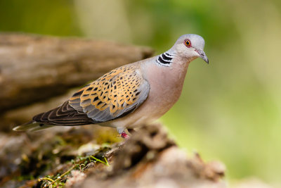 Eurasian Turtle Dove