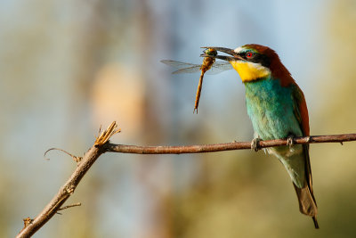 Bee-eater 