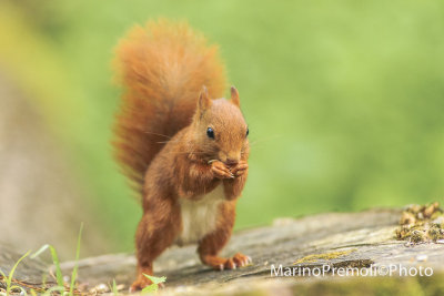 Red squirrell