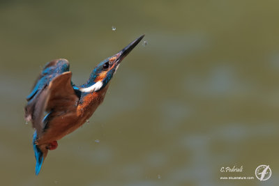 Kingfisher