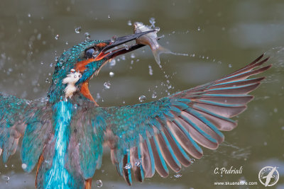 Kingfisher