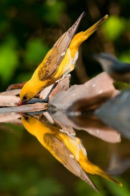 Golden Oriole