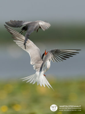 Black vs Common Terns