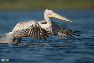 Dalmatian Pelican