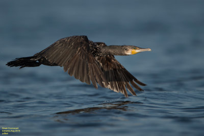 Great Cormorant