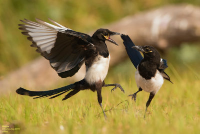 Magpies