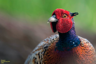 Pheasant