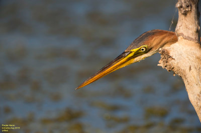 Purple Heron