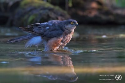 Sparrowhawk