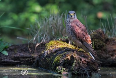 Kestrel