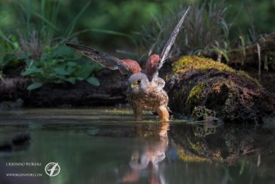 Kestrel