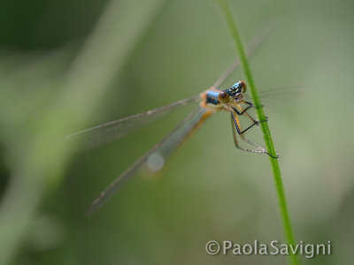 Spreadwing