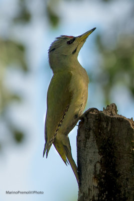 Grey-headed Woodpecker