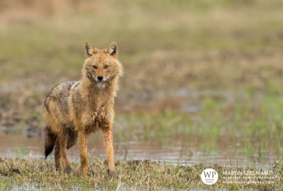 Golden jackal