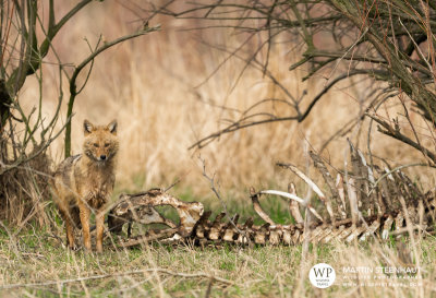 Golden jackal