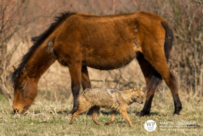 Golden jackal