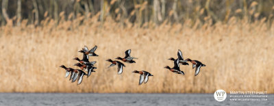 Ferruginous Duck