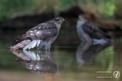 Sparrowhawk