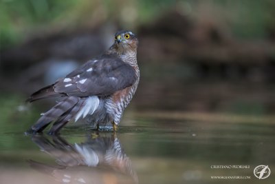 Sparrowhawk