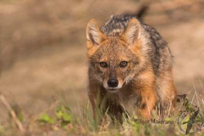 Golden jackal