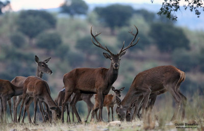 Spanish Deers