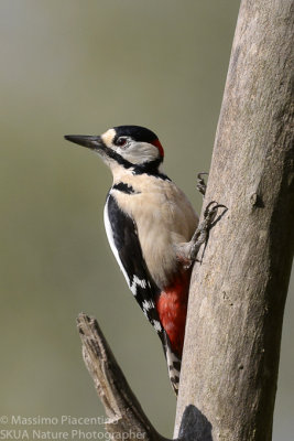 Great Spotted Woodpecker