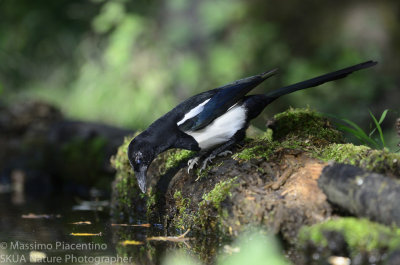 Magpie