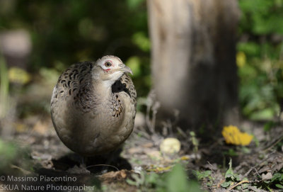 Pheasant