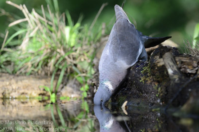 Woodpigeon