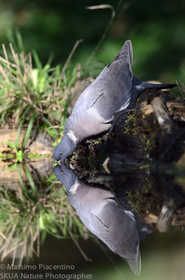 Woodpigeon