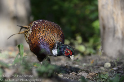 Pheasant