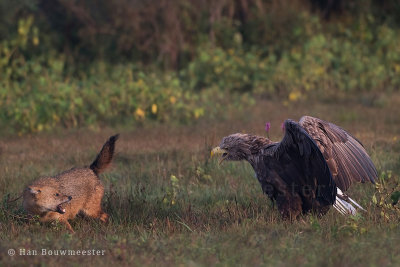 Golden jackal & White-tailed Eagle