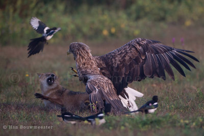 Golden jackal & White-tailed Eagle
