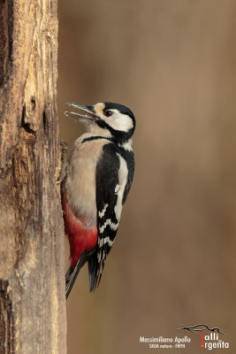 Great Spotted Woodpecker