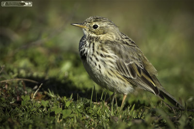 Meadow Pipit