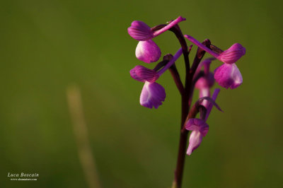 Anacamptis champagneuxii