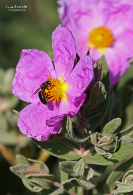 Cistus albidus