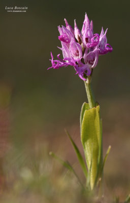 Orchis italica