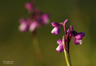 Anacamptis champagneuxii