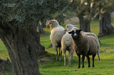 Olive trees and sheeps in El Sierro de Almaraz