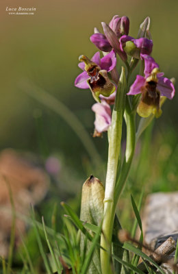 Ophrys tenthredinifera