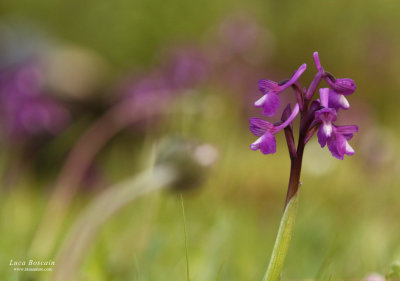 Anacamptis champagneuxii