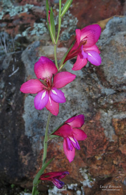 Gladiolus illyricus